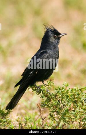 Crested Black-Tyrant, Brasilien (Knipolegus lophotes) Stockfoto