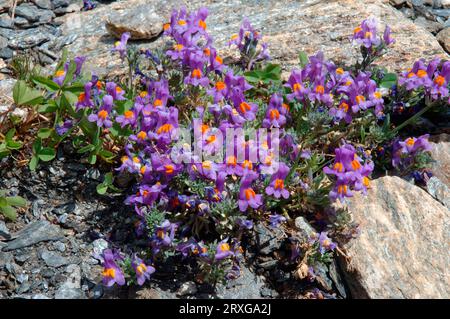 Alpine toadflax (Linaria alpina), Haute alpine toadflax, Alpen, Frankreich Stockfoto