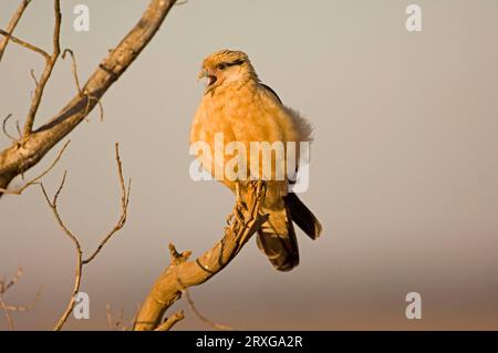 Gelbköpfige Caracara (Milvago chimachima), Brasilien Stockfoto