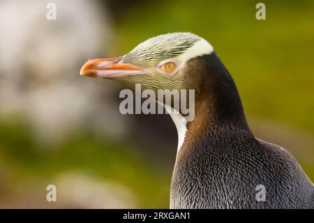 Gelbäugiger Pinguin (Megadyptes antipodes), Enderby Island, Auckland Islands, Neuseeland, Subantarktische Inseln Stockfoto