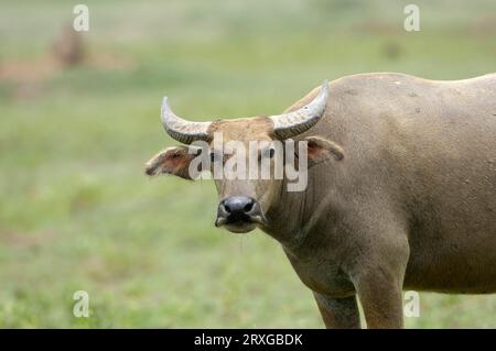 Hausbüffel (Bos arnee), Kerabau, Carabao, Wasserbüffel (Bubalus arnee), Buffalo, Thailand Stockfoto