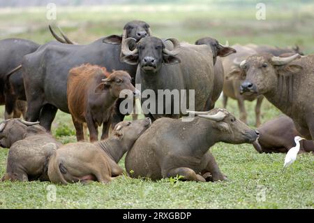 Asiatischer Wasserbüffel (Bubalus arnee), Kerabau, Carabao, Wasserbüffel, Büffel, Thailand, Hausbüffel (Bos arnee), Thailand Stockfoto