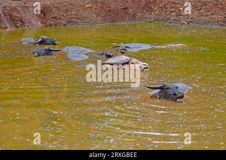 Asiatischer Wasserbüffel (Bubalus arnee), Kerabau, Carabao, Wasserbüffel, Büffel, Kanchanaburi, Thailand, Hausbüffel (Bos arnee), Thailand Stockfoto