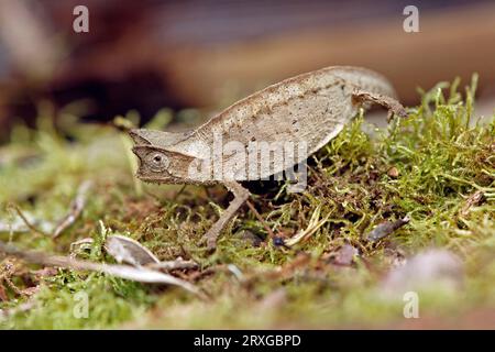 Hornblatt-Chamäleon (Brookesia superciliaris), Madagaskar Stockfoto