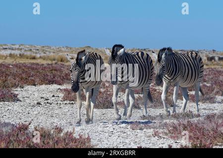 Burchell's Zebras (Equus quagga burchellii), Herde, Gruppe erwachsener Tiere, die nacheinander spazieren, einer hinter dem anderen, Etosha-Nationalpark, Namibia, Afric Stockfoto