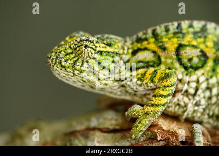 Juwel Chamäleon (Furcifer lateralis), männlich (Chamaeleo lateralis), Seite, Madagaskar Stockfoto