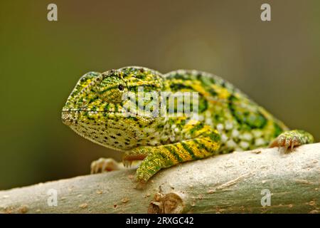 Juwel Chamäleon (Furcifer lateralis), männlich (Chamaeleo lateralis), Madagaskar Stockfoto