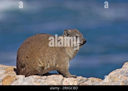 Common Rock Hyrax (Procavia capensis), Südafrika, Side Stockfoto