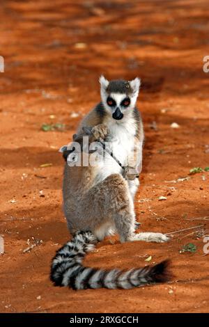 Ringschwanz-Lemuren (Lemur catta), weiblich mit neugeborenen Jungen, Berenty Private Reserve, Madagaskar Stockfoto