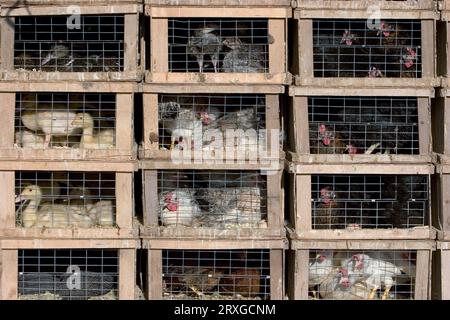 Enten, Gänse und Hühner in Käfigen, Hessen, Enten, Gänse und Hühner in Käfigen, Hausgans, Hausenten, Hausente, Hausgeflügel, Inland Stockfoto