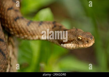 ASP Viper (Vipera Aspis) Stockfoto