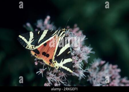 Russischer Bär, Jersey-Tiger (Euplagia quadripunctaria), Jersey-Tiger Stockfoto