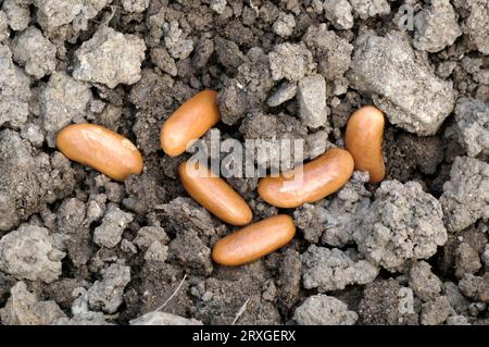 Bush Bean Seeds 'Maxi' (Phaseolus vulgaris nanus) Stockfoto