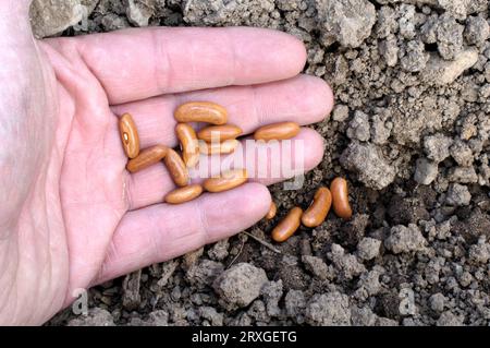 Hand mit Buschbohnensamen „Maxi“ (Phaseolus vulgaris nanus), H Stockfoto