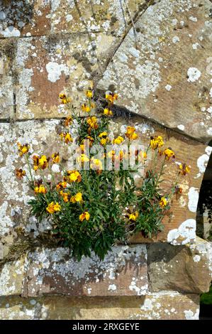 Golden Bedder (Erysimum allionii), sibirische Wallblume Stockfoto