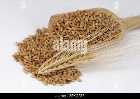 Gerste mit zwei Linien (Hordeum distichon), Körner Stockfoto