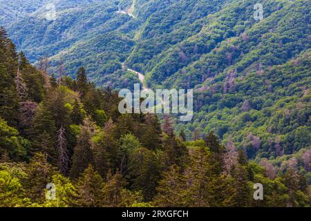 Newfound Gap Overlook im Great Smoky Mountains National Park an der Grenze zu North Carolina und Tennessee auf einer Höhe von 5.046 Metern. Stockfoto