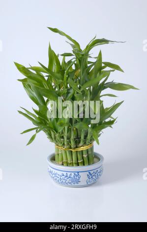 Lucky Bamboo (Dracaena sanderiana) in Bowl, Lucky Bamboo Stockfoto