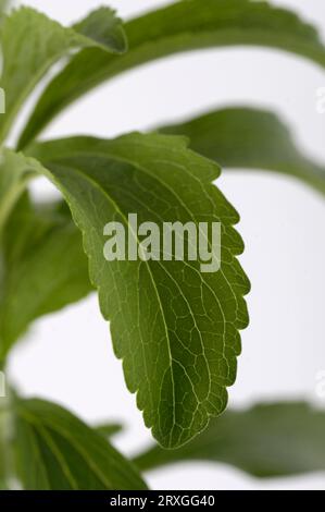 Süßer Honig, süßes Kraut, Zuckerblatt (Stevia rebaudiana) Stockfoto