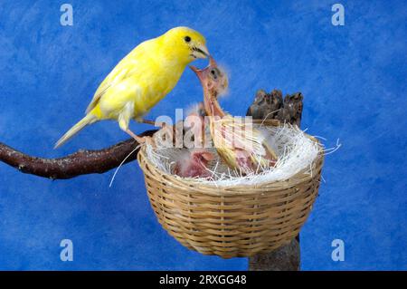 Kanarienküken am Nest (Serinus canaria) Stockfoto