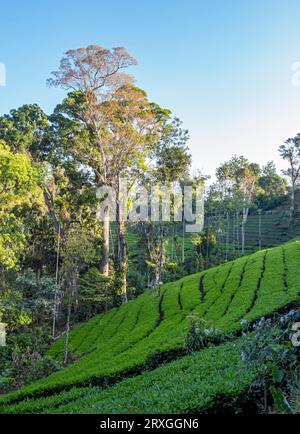 Teeplantage mit Bäumen, Munnar, Kerala, Indien Stockfoto