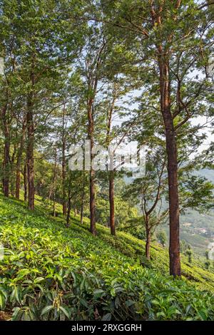 Teeplantage mit Bäumen, Munnar, Kerala, Indien Stockfoto