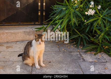 Eine Straßenkatze sitzt im Schatten der Altstadt von Rovinj in Istrien, Kroatien Stockfoto