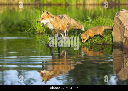 Amerikanischer Rotfuchs (Vulpes vulpes fulva) mit Jungtier, Amerikanischer Rotfuchs mit Jungtier / Stockfoto