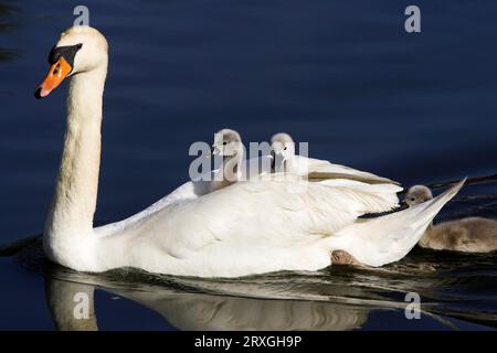 Stummer Schwan (Cygnus olor) mit Küken, stumm Schwan, Deutschland Stockfoto