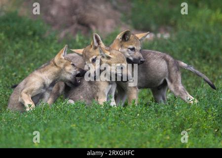 Wölfe, Jungtiere (Canis Lupus), Jungtiere Stockfoto