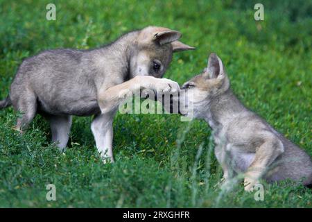 Wölfe, Jungtiere (Canis Lupus), Jungtiere Stockfoto