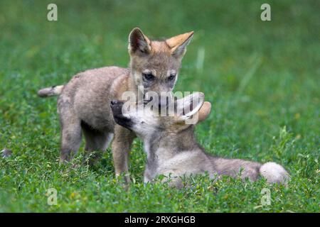 Wölfe, Jungtiere (Canis Lupus), Jungtiere Stockfoto