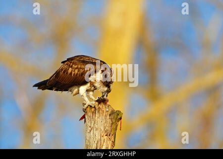 Westlicher Fischadler (Pandion haliaetus), der im Morgenlicht auf einem toten Baum sitzt und einen Fisch isst, Naturpark Flusslandschaft Peenetal Stockfoto