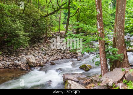 Oconaluftee River im Great Smoky Mountains National Park auf der North-Carolina-Seite des Parks an einem bewölkten Tag im Sommer. Stockfoto