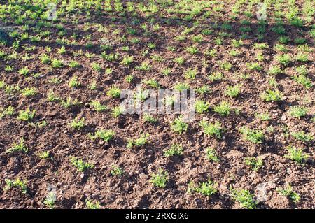 Ökologischer Landwirtschaftsbereich mit Kichererbsenanbau in Dalmatien, Kroatien Stockfoto