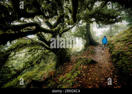 Malerischer Blick auf einen Jungen, der auf einem Pfad durch den Fanal-Wald auf Madeira, Portugal, mit unheimlichen, bewachsenen Lorbeerbäumen an einem nebeligen und regnerischen Tag spaziert Stockfoto