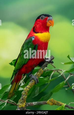 lory, Lorius chlorocercus Stockfoto