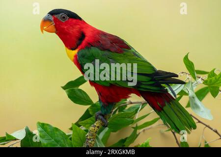 lory, Lorius chlorocercus Stockfoto