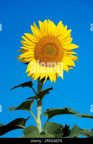 In voller Blüte Sonnenblume. Stockfoto