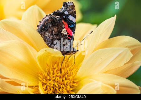 Indischer roter Admiral-Schmetterling sammelt Nektar auf einer gelben Blumennaht. Vanessa vulcania Stockfoto