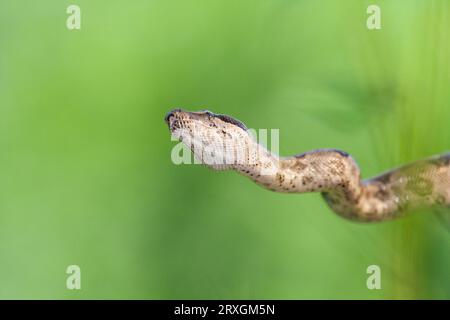 Red-tailed Boa Boa Constrictor Imperator, bei Gary Carter in McLeansville, NC. Stockfoto