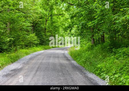 Fahren Sie durch den Wald am Middle Prong des Little Pigeon River im Greenbrier-Abschnitt des Great Smoky Mountains-Nationalparks in Tennessee. Stockfoto