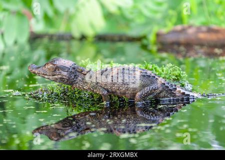 Schneider's Zwerg Caiman, Paleosuchus trigonatus, bei Gary Carter's in Mcleansville, NC. Stockfoto