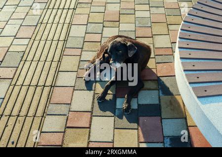 Ein trauriger Hund liegt auf der Straße, allein und verlassen. Stockfoto