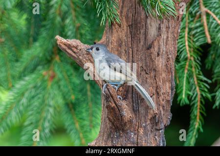 Tufted Titmouse, Baeolophus bicolor, in McLeansville, NC. Stockfoto