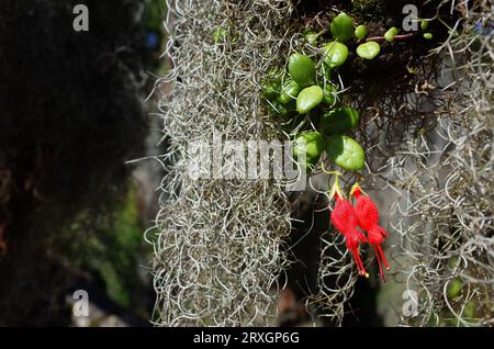 Kleine seltene rote Blumen chilenische Gehrungsblume und hängendes lockiges spanisches Moos Nahaufnahme Foto mit selektivem Fokus. Die Natur Chiles Stockfoto