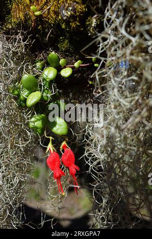 Kleine seltene rote Blumen chilenische Gehrungsblume und hängendes lockiges spanisches Moos Nahaufnahme Foto mit selektivem Fokus. Die Natur Chiles Stockfoto