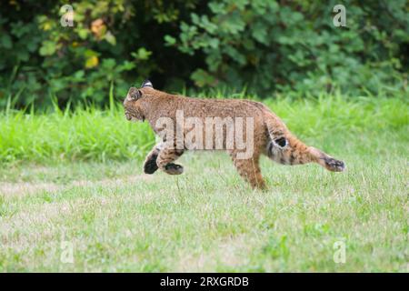 Wilde Bobcat läuft bei Tageslicht durch den Vorstadtgarten Stockfoto