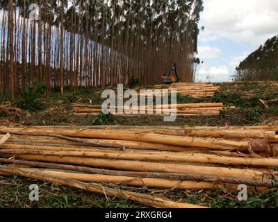 salvador, bahia, brasilien - 30. november 2010: Maschine zum Schneiden von Eukalyptusholz wird auf einer Plantage im südlichen Bahia gesehen. Stockfoto