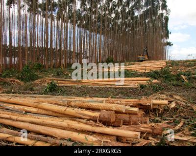 salvador, bahia, brasilien - 30. november 2010: Maschine zum Schneiden von Eukalyptusholz wird auf einer Plantage im südlichen Bahia gesehen. Stockfoto